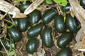 Africa, Madagascar