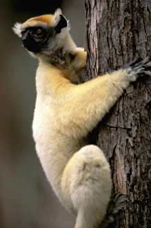 Africa, Madagascar