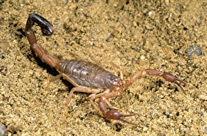 Africa, Madagascar