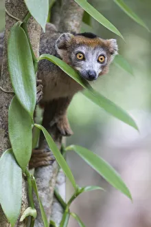 Images Dated 6th October 2017: Africa, Madagascar, Akanin ny Nofy Reserve