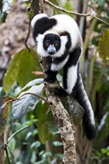 Madagascar Prints: Africa, Madagascar, Akanin ny Nofy Reserve