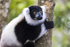 Images Dated 5th October 2017: Africa, Madagascar, Akanin ny Nofy Reserve. Portrait of a black-and-white ruffed lemur