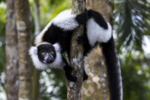Images Dated 5th October 2017: Africa, Madagascar, Akanin ny Nofy Reserve