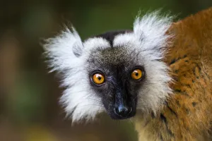 Images Dated 5th October 2017: Africa, Madagascar, Akanin ny Nofy Reserve