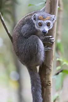 Images Dated 6th October 2017: Africa, Madagascar, Akanin ny Nofy Reserve