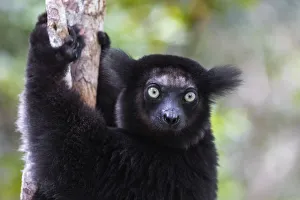 Africa, Madagascar, Akanin ny Nofy Reserve