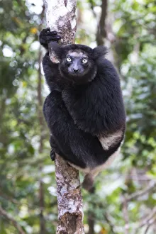 Images Dated 7th October 2017: Africa, Madagascar, Akanin ny Nofy Reserve