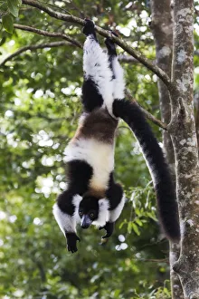 Africa, Madagascar, Akanin ny Nofy Reserve