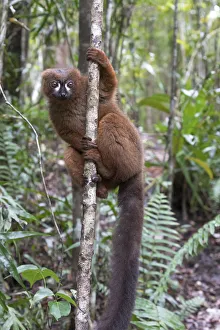 Images Dated 6th October 2017: Africa, Madagascar, Akanin ny Nofy Reserve