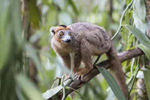 Images Dated 6th October 2017: Africa, Madagascar, Akanin ny Nofy Reserve. Male crowned lemur clinging to a tree trunk