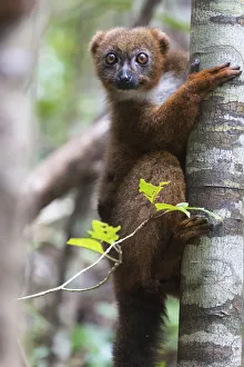 Images Dated 7th October 2017: Africa, Madagascar, Akanin ny Nofy Reserve
