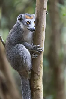 Images Dated 6th October 2017: Africa, Madagascar, Akanin ny Nofy Reserve. Female crowned lemur clinging to a tree trunk