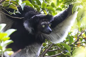 Images Dated 7th October 2017: Africa, Madagascar, Akanin ny Nofy Reserve