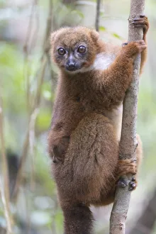 Images Dated 7th October 2017: Africa, Madagascar, Akanin ny Nofy Reserve