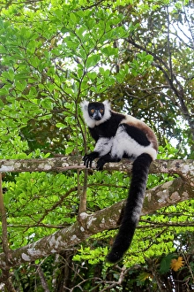 Madagascar Prints: Africa, Madagascar, Akanin'ny Nofy, Palmarium Reserve. Black and white ruffed Lemur
