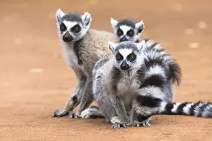 Images Dated 29th September 2017: Africa, Madagascar, Amboasary, Berenty Reserve