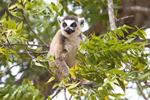 Images Dated 29th September 2017: Africa, Madagascar, Amboasary, Berenty Reserve