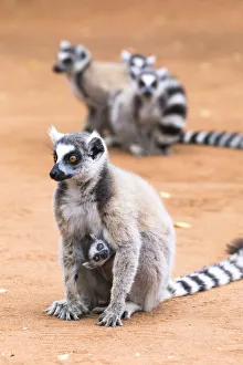 Africa, Madagascar, Amboasary, Berenty Reserve