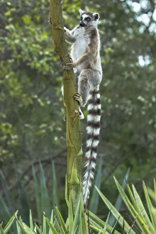 Images Dated 29th September 2017: Africa, Madagascar, Amboasary, Berenty Reserve