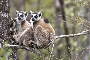 Images Dated 29th September 2017: Africa, Madagascar, Amboasary, Berenty Reserve