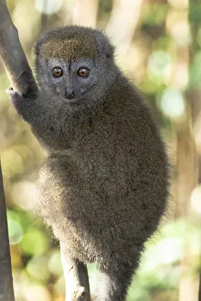 Endangered Prints: Africa, Madagascar, Andasibe, Lemur Island