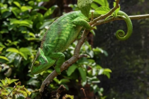 Madagascar Prints: Africa, Madagascar, Andasibe-Mantadia National Park