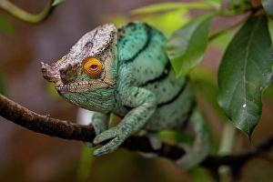 Madagascar Prints: Africa, Madagascar, Andasibe-Mantadia National Park