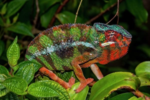 Pretty Prints: Africa, Madagascar, Andasibe-Mantadia National Park