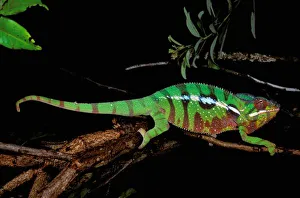Africa, Madagascar, Ankarana Special Reserve. Chameleon (Furcifer pardalis)