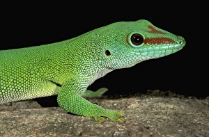 Ankarana Prints: Africa, Madagascar, Ankarana Special Reserve. Day gecko (Phelsuma madagascariensis)