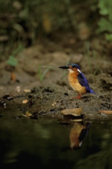 Africa, Madagascar, Ankarana Special Reserve. Malagasy Kingfisher (Corythornis vintioides)