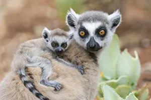 Africa, Madagascar, Anosy, Berenty Reserve