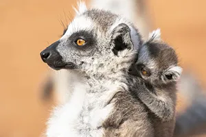Africa, Madagascar, Anosy, Berenty Reserve