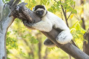 Africa, Madagascar, Anosy, Berenty Reserve