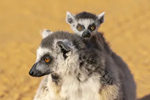 Africa, Madagascar, Anosy, Berenty Reserve. Ring-tailed lemur, Lemur catta. Portrait of a female
