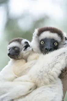 Endangered Prints: Africa, Madagascar, Anosy Region, Berenty Reserve. A female sifaka clings to a tree while