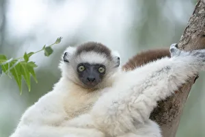 Africa, Madagascar, Anosy Region, Berenty Reserve. Portrait of a young Verreaux