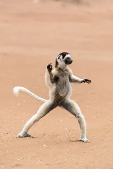 Images Dated 21st April 2019: Africa, Madagascar, Anosy Region, Berenty Reserve. A Verreauxs sifaka