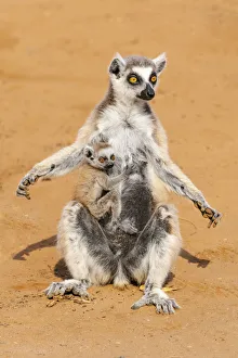 Images Dated 21st April 2019: Africa, Madagascar, Anosy Region, Berenty Reserve. A ring-tailed lemur sits with its
