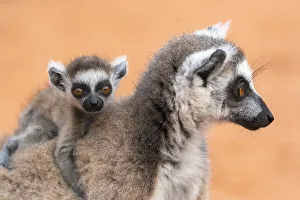 Africa, Madagascar, Anosy Region, Berenty Reserve. A baby ring-tailed lemur clings to its