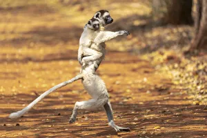 Africa, Madagascar, Anosy Region, Berenty Reserve. A Verreauxs sifaka