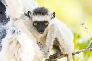 Africa, Madagascar, Anosy Region, Berenty Reserve. A baby Verreaux