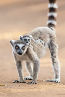 Africa, Madagascar, Anosy Region, Berenty Reserve. A ring-tailed lemur baby rides on