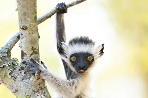 Africa, Madagascar, Anosy Region, Berenty Reserve. A baby Verreaux