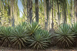 Africa, Madagascar, Anosy Region, Berenty Reserve, spiny forest