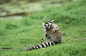 Berenty Prints: Africa, Madagascar, Antananarivo, Tsimbazaza zoo. Ring-tailed lemur and young (Lemur