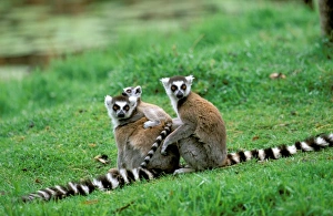 Images Dated 12th January 2012: Africa, Madagascar, Antananarivo, Tsimbazaza zoo. Ring-tailed lemur and young (Lemur