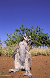 Seated Prints: Africa, Madagascar, Berenty Private Reserve. Ring-tailed Lemur (Lemur catta)