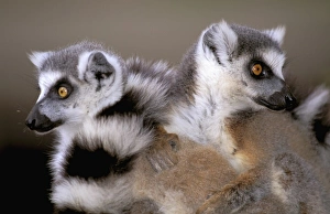 Africa, Madagascar, Berenty Private Reserve. Ring-tailed Lemurs (Lemur catta)