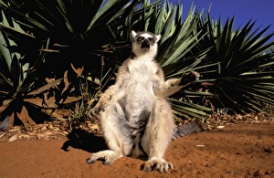 Africa, Madagascar, Berenty Private Reserve. Ring-tailed Lemur (Lemur catta)